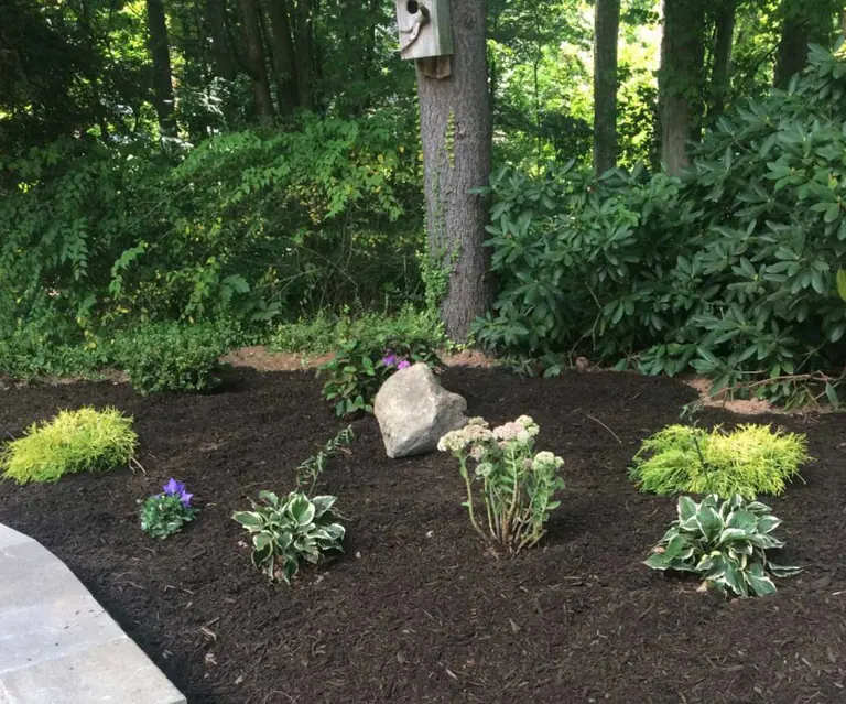 Mulched bed with new shrubs and perennials